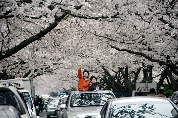 釜山南川洞の桜が満開へ