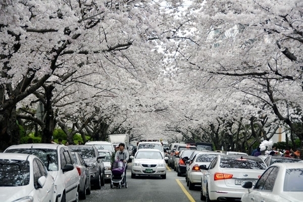 釜山南川洞の桜が満開へ