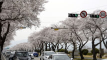 2018年4月1日、いち早く満開となった慶州の桜