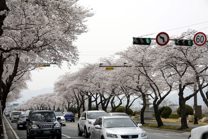 2018年4月1日、いち早く満開となった慶州の桜