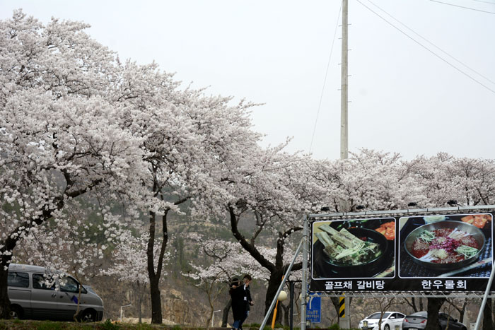 2018年4月1日、いち早く満開になった慶州の桜