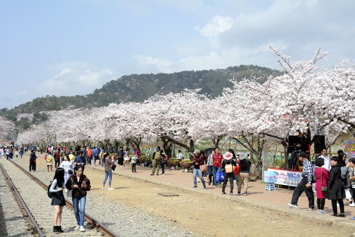 2018年4月2日、満開になった鎮海の桜