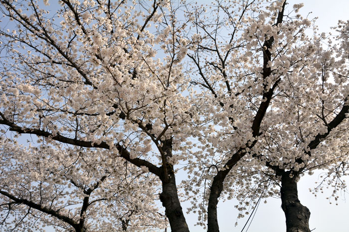 2018年3月31日に慶州の大陵苑一帯で咲いた桜です