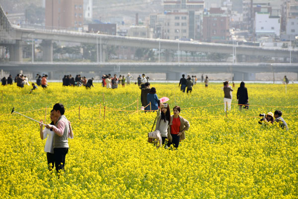 釜山洛東江菜の花祭り