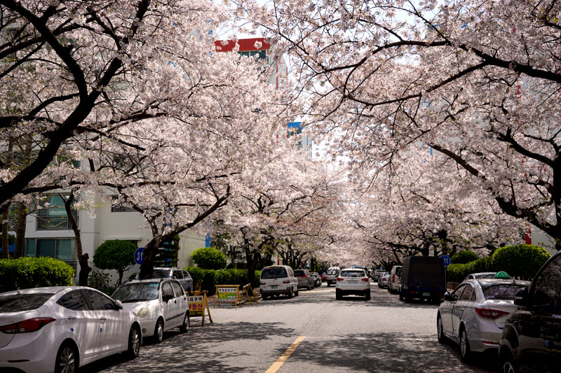 釜山桜の名所