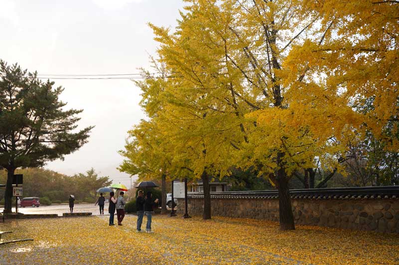 慶州鮑石亭の秋