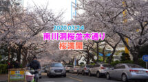 釜山南川洞桜木通りは満開！