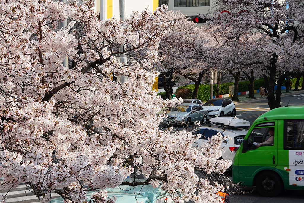 釜山の桜はもう満開です。そこに緑のマウルバスが通っています。