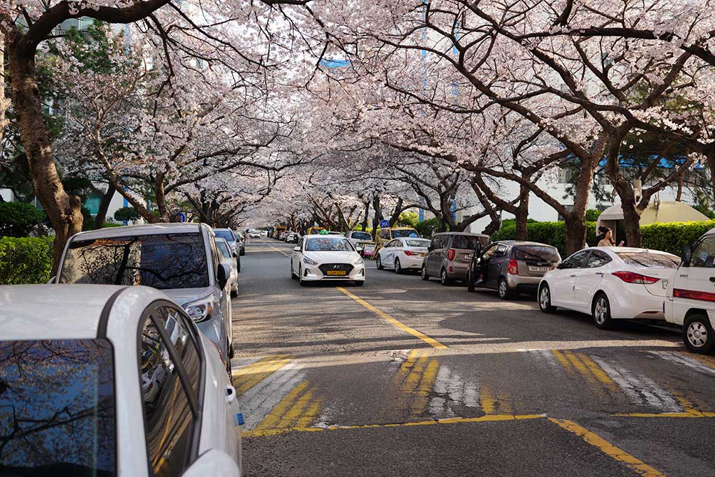 まるで桜トンネルになった南川洞桜並木通りにタクシーが通っています。 